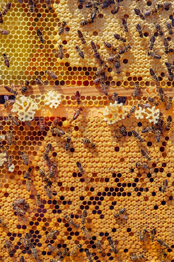 Honeycomb with bees.