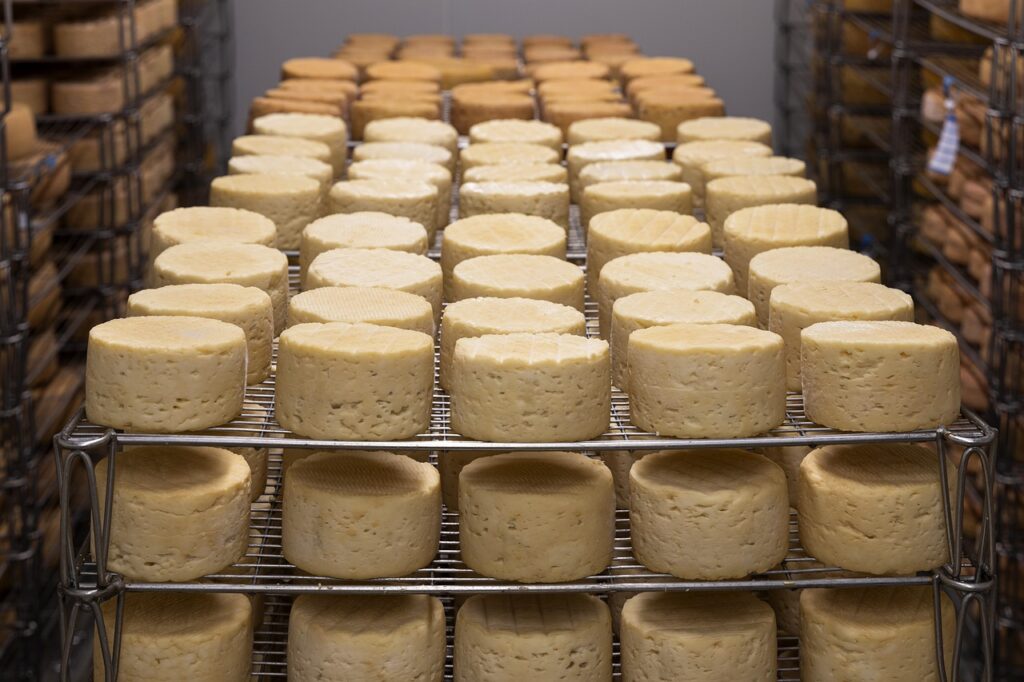 Aging cheese rounds on racks.