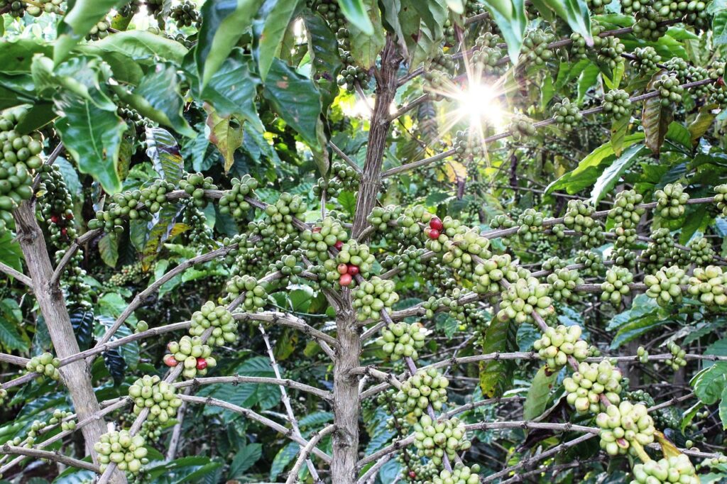 Large coffee plants with ripe beans.