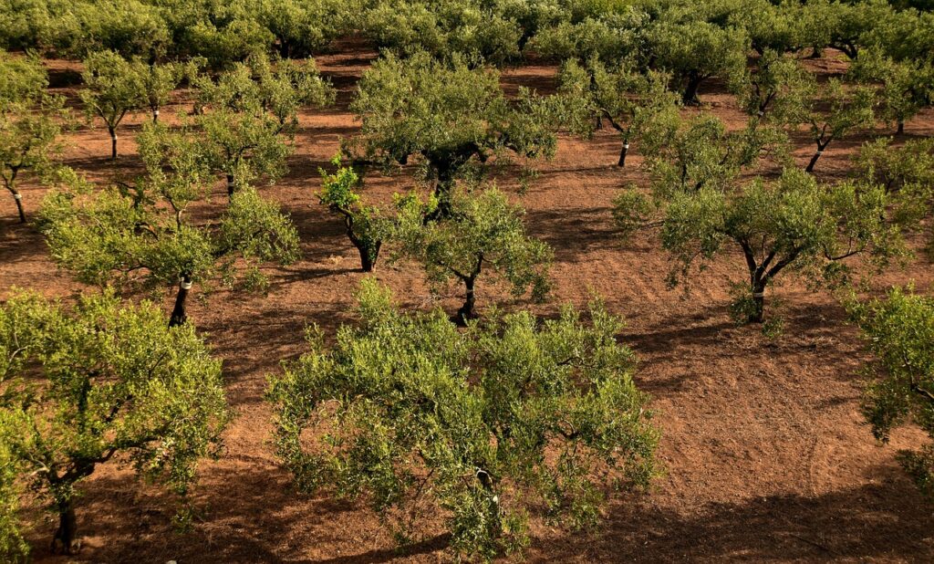 Olive tree grove.