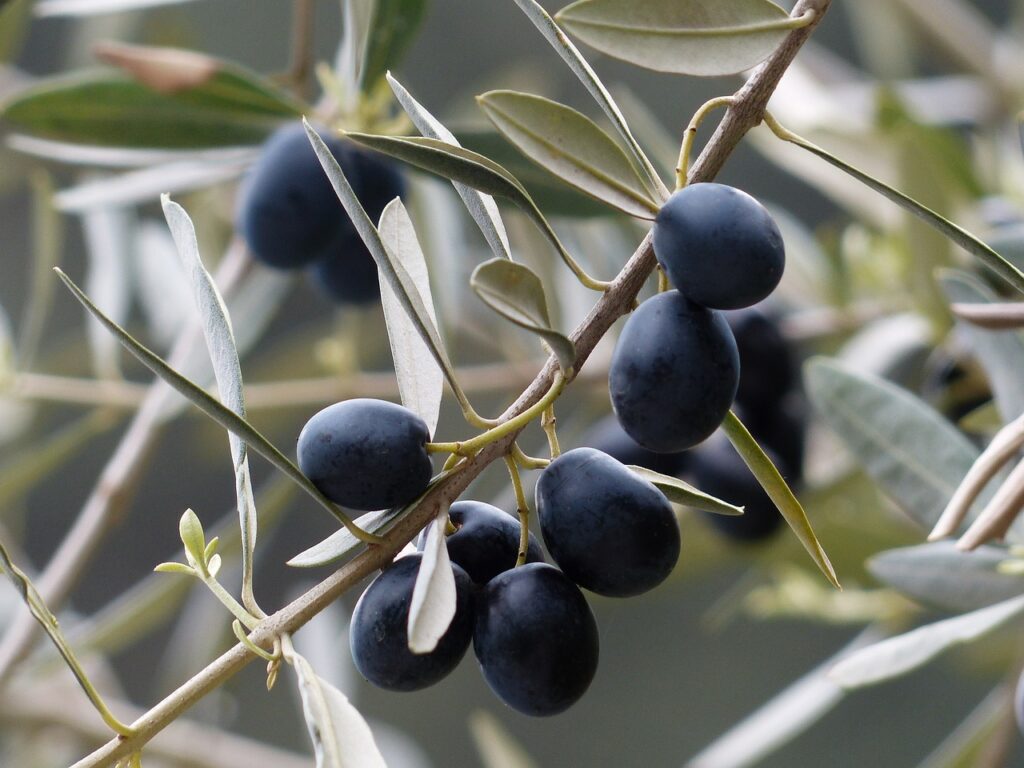 Ripe purple olives on branch.