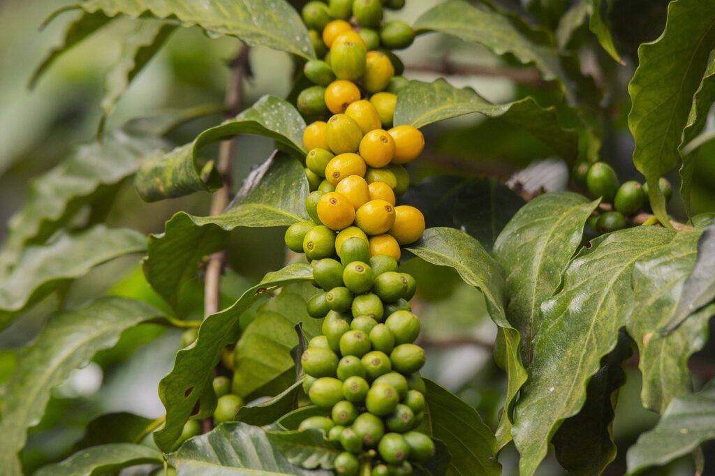 Coffee beans ready to pick.